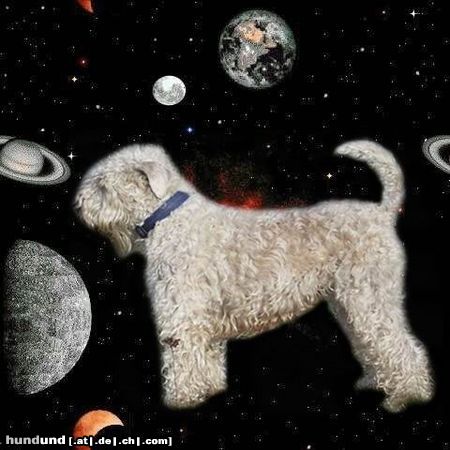 Irischer Soft Coated Wheaten Terrier Hunde Foto 10695 Irischer Soft Coated Wheaten Terrier Easy erobert das Weltall