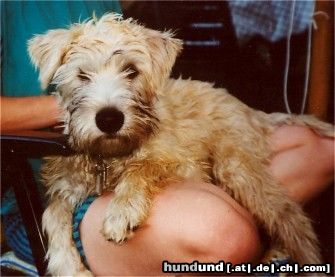 Irischer Soft Coated Wheaten Terrier Hunde Foto 8231 Irischer Soft Coated Wheaten Terrier Strongbow's Bright Blizzard als Welpe