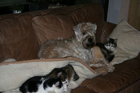 Irischer Soft Coated Wheaten Terrier Hund und Katz!