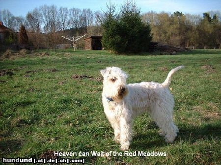 Irischer Soft Coated Wheaten Terrier Hunde Foto 11263 Irischer Soft Coated Wheaten Terrier