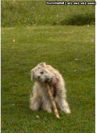 Irischer Soft Coated Wheaten Terrier Hunde Foto 22291 Irischer Soft Coated Wheaten Terrier Chrissie, 7 Mon bei e.ihrer Lieblingsbeschäftigungen