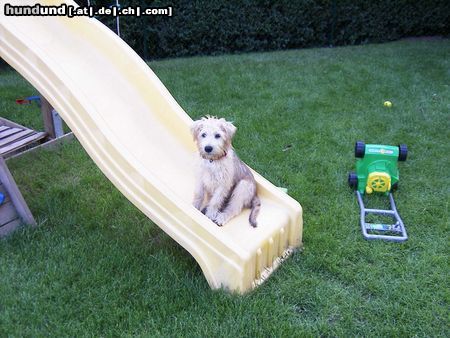 Irischer Soft Coated Wheaten Terrier Hunde Foto 14642 Irischer Soft Coated Wheaten Terrier Connor,4 monate