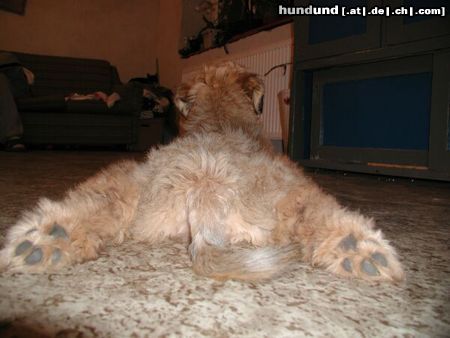 Irischer Soft Coated Wheaten Terrier Hunde Foto 9504 Irischer Soft Coated Wheaten Terrier 8 weeks wheaten puppy
