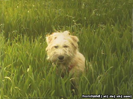 Irischer Soft Coated Wheaten Terrier Hunde Foto 22982 Irischer Soft Coated Wheaten Terrier Chrissie im Gras