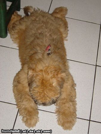 Irischer Soft Coated Wheaten Terrier Hunde Foto 9506 Irischer Soft Coated Wheaten Terrier The Wheaten Carpet