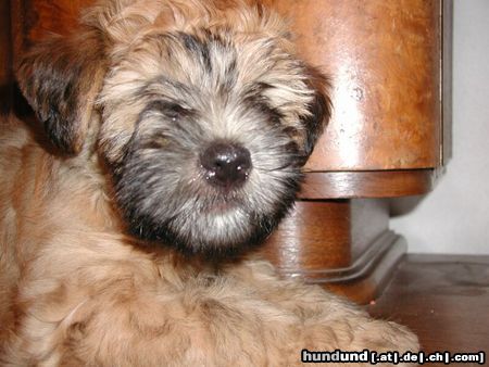 Irischer Soft Coated Wheaten Terrier Hunde Foto 9505 Irischer Soft Coated Wheaten Terrier JOANNA