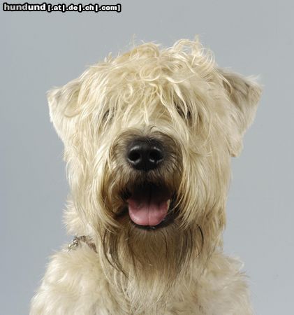 Irischer Soft Coated Wheaten Terrier Hunde Foto 5743 Irischer Soft Coated Wheaten Terrier Head Hunter Dear Crazy Tomboy