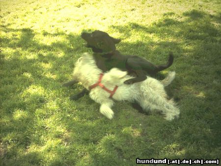 Irischer Soft Coated Wheaten Terrier Hunde Foto 22877 Irischer Soft Coated Wheaten Terrier Chrissie mit Margo