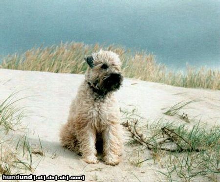 Irischer Soft Coated Wheaten Terrier Hunde Foto 8661 Irischer Soft Coated Wheaten Terrier nicht Oona sondern Sundance Melba in DK 2001