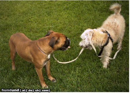 Irischer Soft Coated Wheaten Terrier Hunde Foto 22385 Irischer Soft Coated Wheaten Terrier
