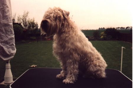 Irischer Soft Coated Wheaten Terrier Hunde Foto 1056 Irischer Soft Coated Wheaten Terrier Jgd. Ch. Fantastic Tascho