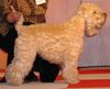 Irischer Soft Coated Wheaten Terrier Foto: Champion of champions Barbara Bush KNÍ-YORK, CZ (ID 17394) Irischer Soft Coated Wheaten Terrier Hund