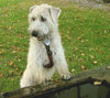 Irischer Soft Coated Wheaten Terrier Hund