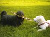 Irischer Soft Coated Wheaten Terrier Hund