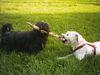 Irischer Soft Coated Wheaten Terrier Hund