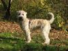 Irischer Soft Coated Wheaten Terrier Hund