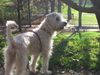 Irischer Soft Coated Wheaten Terrier Hund