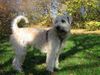 Irischer Soft Coated Wheaten Terrier Hund