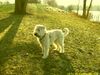 Irischer Soft Coated Wheaten Terrier Hund