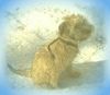 Irischer Soft Coated Wheaten Terrier Foto: Chrissie, 3.5 Monate (ID 22696) Irischer Soft Coated Wheaten Terrier Hund