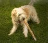 Irischer Soft Coated Wheaten Terrier Hund