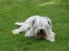 Irischer Soft Coated Wheaten Terrier Hund