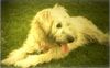 Irischer Soft Coated Wheaten Terrier Hund
