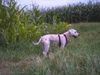 Irischer Soft Coated Wheaten Terrier Hund