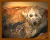Irischer Soft Coated Wheaten Terrier Foto: Chrissie 6.5 Monate (ID 22793) Irischer Soft Coated Wheaten Terrier Hund