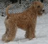 Irischer Soft Coated Wheaten Terrier Foto: Neujahr 2010 (ID 45659) Irischer Soft Coated Wheaten Terrier Hund