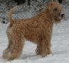 Irischer Soft Coated Wheaten Terrier Hund