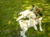 Irischer Soft Coated Wheaten Terrier Foto: Chrissie 6.5 Mo im Spiel (ID 22794) Irischer Soft Coated Wheaten Terrier Hund