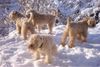 Irischer Soft Coated Wheaten Terrier Foto: die fantastischen 4 (ID 8540) Irischer Soft Coated Wheaten Terrier Hund