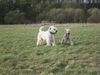Irischer Soft Coated Wheaten Terrier Foto: Easy mit Tochter Emma (ID 10664) Irischer Soft Coated Wheaten Terrier Hund