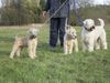 Irischer Soft Coated Wheaten Terrier Foto: Familienausflug (ID 10662) Irischer Soft Coated Wheaten Terrier Hund