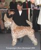 Irischer Soft Coated Wheaten Terrier Foto: Iron Maik of the Red Meadows (ID 11341) Irischer Soft Coated Wheaten Terrier Hund