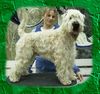 Irischer Soft Coated Wheaten Terrier Foto: Iron Maik of the Red Meadows (ID 10661) Irischer Soft Coated Wheaten Terrier Hund