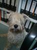 Irischer Soft Coated Wheaten Terrier Foto (ID 43336) Irischer Soft Coated Wheaten Terrier Hund