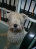 Irischer Soft Coated Wheaten Terrier Hund