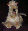 Irischer Soft Coated Wheaten Terrier Foto: Villa Rosas FARIDD (ID 9543) Irischer Soft Coated Wheaten Terrier Hund