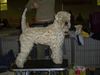 Irischer Soft Coated Wheaten Terrier Foto: CH Strongbow's Conway Fintain (ID 8229) Irischer Soft Coated Wheaten Terrier Hund
