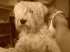 Irischer Soft Coated Wheaten Terrier Hund