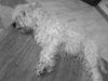 Irischer Soft Coated Wheaten Terrier Hund