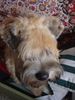 Irischer Soft Coated Wheaten Terrier Foto: JOANNA portret (ID 9512) Irischer Soft Coated Wheaten Terrier Hund