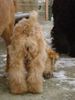 Irischer Soft Coated Wheaten Terrier Foto: I am a sweet puppy .... from each side (ID 9514) Irischer Soft Coated Wheaten Terrier Hund