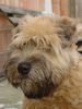 Irischer Soft Coated Wheaten Terrier Foto: I am a sweet puppy .... (ID 9513) Irischer Soft Coated Wheaten Terrier Hund