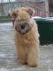 Irischer Soft Coated Wheaten Terrier Foto: JOANNA WHEATSTONE on a walk (ID 9511) Irischer Soft Coated Wheaten Terrier Hund