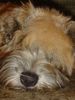 Irischer Soft Coated Wheaten Terrier Foto: WIESNA = Joanna (ID 9515) Irischer Soft Coated Wheaten Terrier Hund