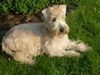 Irischer Soft Coated Wheaten Terrier Hund