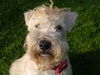 Irischer Soft Coated Wheaten Terrier Hund